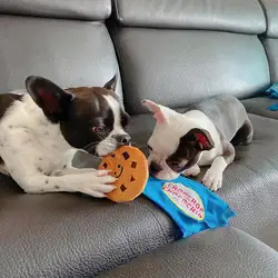 Cookie Dog Toy